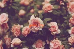❤️ LAN ANH❤️ hàng ĐỘC QUYỀN MASAGE FUUK
